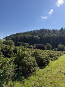 IMG_8132